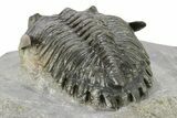 Detailed Hollardops Trilobite - Beautiful Preservation #275245-5